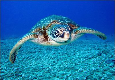 tortues de Guadeloupe