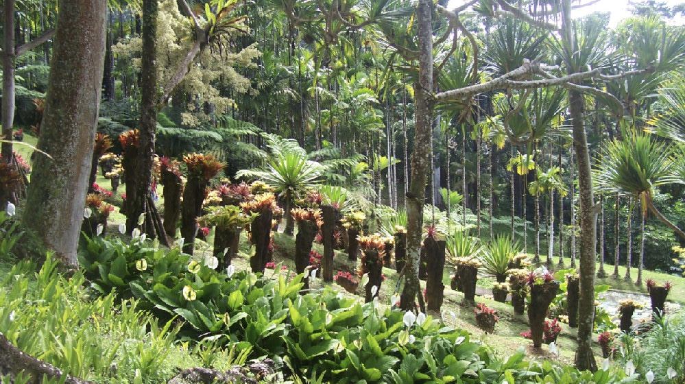 Idée Destination En Martinique : Le Jardin De Balata